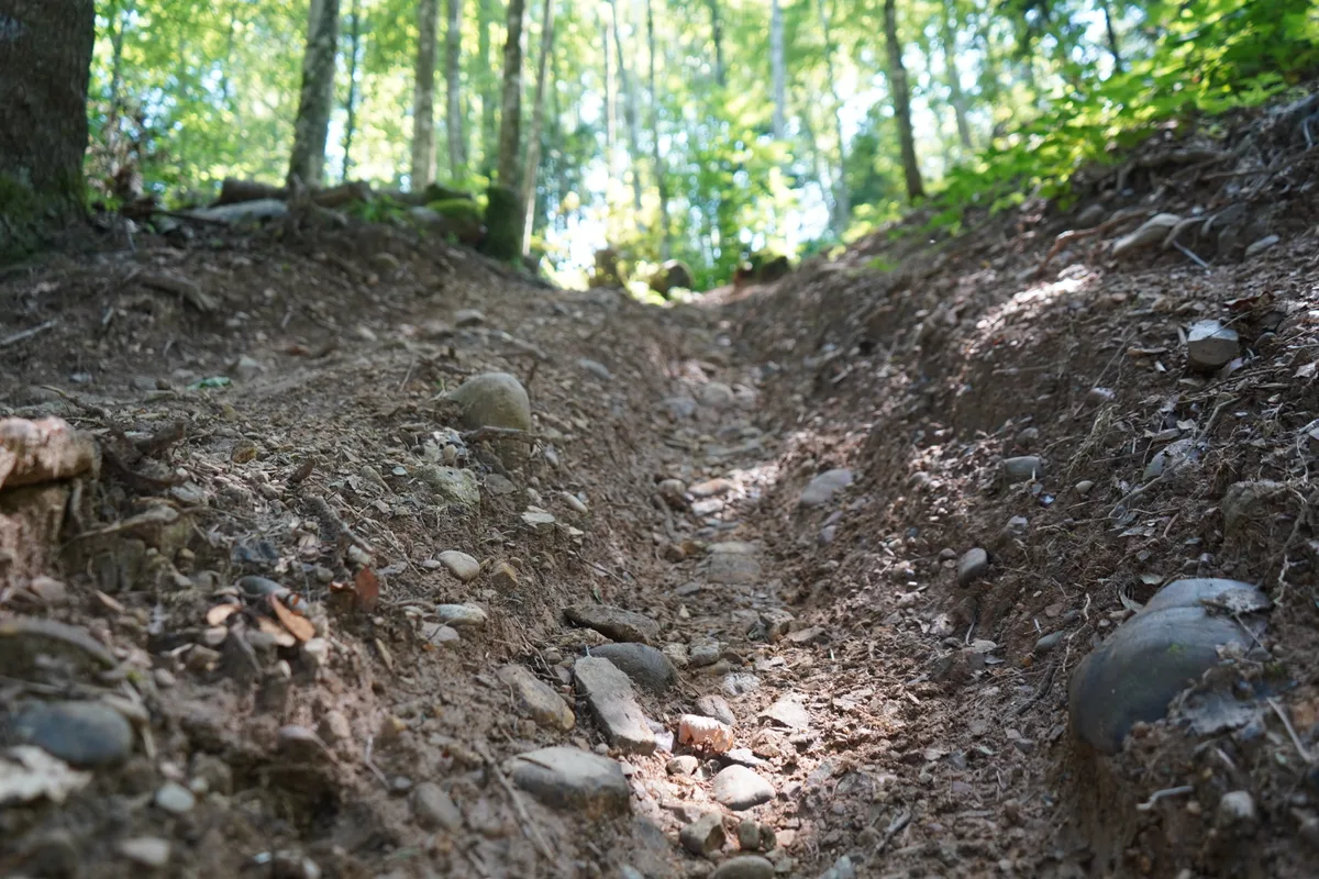 Nahaufnahme einer tiefen Furche in einem Waldweg.